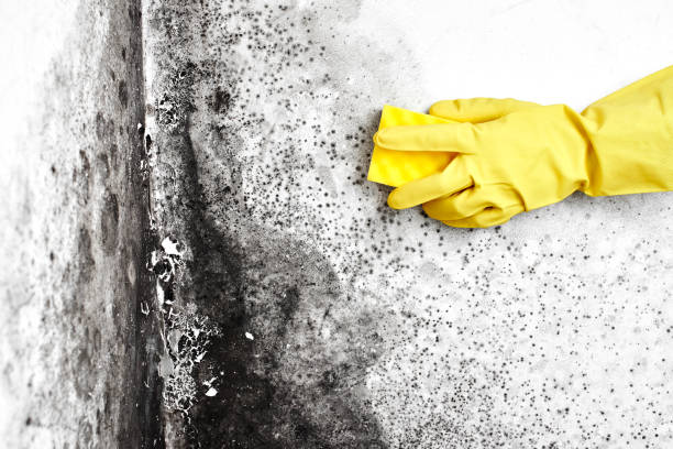 Best Crawl Space Mold Removal  in Slater, IA