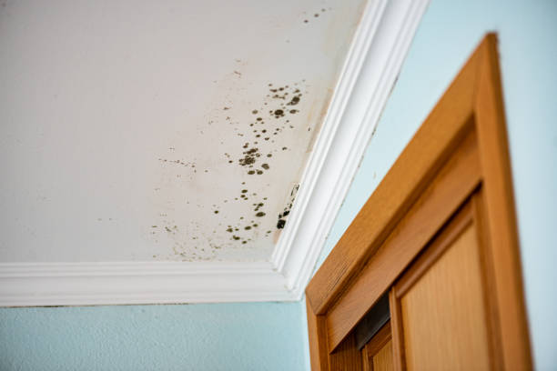 Best Commercial Mold Removal  in Slater, IA