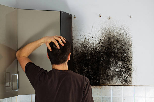 Best Professional Mold Removal  in Slater, IA